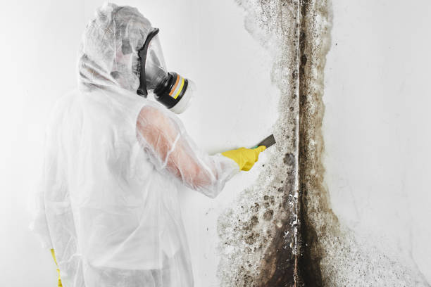 Mold Removal and Inspection in Piedmont, SC