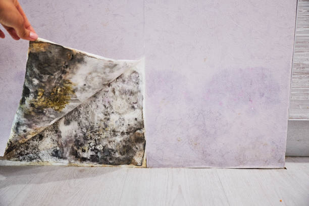 Crawl Space Mold Removal in Piedmont, SC